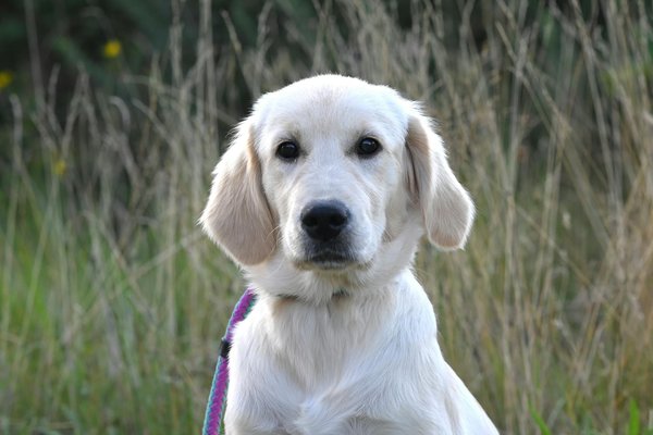 Welcoming a rescue bird into your home: expert tips for harmonizing with your pets