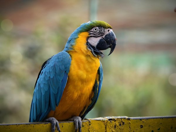 Top techniques to reduce the risk of gastric torsion in deep-chested dog breeds, including weimaraners